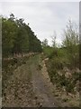 Hurn Forest, forestry track in BH24 2SL