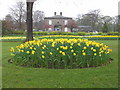 Daffodils in Whitaker Park, Haslingden Road, Rawtenstall, Rossendale BB4 6RE in BB4 6QX