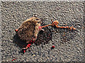Roadkill near Pearsie. in DD8 4RP