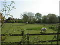 St. Leonards, horse grazing in BH24 2SJ