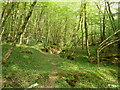 Stream in Tittlesfold Copse in RH14 9BG