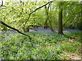 Bluebells in Howick copse in RH14 9BL