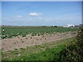 Vegetable crop, Hesketh Old Marsh in PR4 6SA