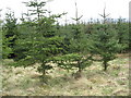 Young conifers in Gladhouse Plantation in EH23 4SY