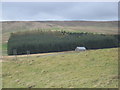 Conifer plantation in Tweeddale with Hog Hill behind in EH23 4TE