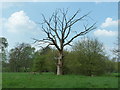 Dead tree by the River Arun in RH14 9BL