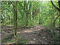 Woodland footpath in LE11 4AJ