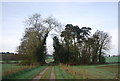 Bridleway through a small wood in Cranleigh West Ward