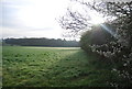 The edge of Holdhurst Copse in Cranleigh West Ward
