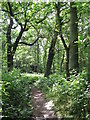 Footpath in the wood east of Border Gardens, CR0 in CR0 5AY