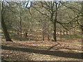Woodland at Oulton Park in CW6 9BF