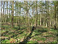 Woodland at Cook's Green Farm in DY14 9UJ