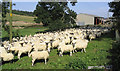 Sheep pen at Synton Parkhead Farm in TD7 4PB