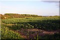 Looking over a field of rape near Chippinghurst Manor in OX44 7XH