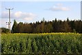 Field of rape by the wood in OX44 7XH