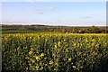 Looking over the rape towards Cuddesdon in OX44 7XH