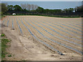 Lettuce field by Kenward Road in ME18 6AH