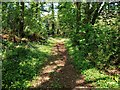 Woodland path in Spring in SA70 8BE