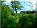 Bridleway over a small stream, West Morden in DT11 9ET