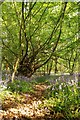 Hornbeam and Bluebell Path in CM4 9TB