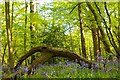 Bluebells & Swan Wood in CM4 9TB