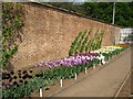 Tulips in the walled garden at Tyntesfield Park in BS48 1NX