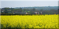 Oilseed rape by the A262 in TN12 8EL