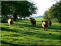 Highland cattle, near Axford in SN8 2HA