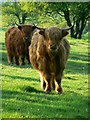 A closer view of some Highland cattle, near Axford in SN8 2HA