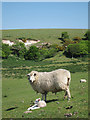 Ewe and lamb in BN20 7TZ