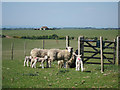 Sheep at Warren Hill in BN20 7TZ
