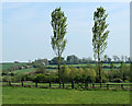 2011 : Twin trees, a pair of poplars in SN11 9HN