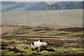 Cheviot Hill sheep in NE48 2JE