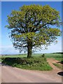 Oak tree near Spaxton in TA5 1DD