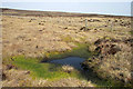 A bog pool near Whitley Pike in NE48 2JE
