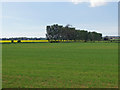 Arable field with line of poplars in YO62 7RS