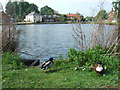 Ducks and pond at Great Massingham, Norfolk in PE32 2EX