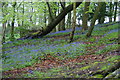 Bluebell woods near Higher Whitehalgh Farm in BB3 0LY