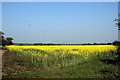 Oilseed Rape Field, A414 in CM17 9LD