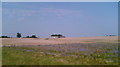 Cornflowers near Grainsby in DN36 5PZ
