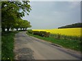 Rape fields in Thirn