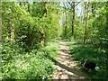 Path in Kingswood, near Ampthill in MK45 2EZ