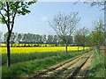 Yellow Rape in IP30 0NT