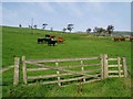 Cattle grazing near Town Yetholm in TD5 8PU