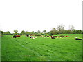 Cattle near Wood Farm in IP13 6RP