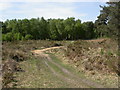 Canford Heath, track in BH17 9BQ
