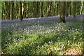 Bluebells in the West Woods in SN8 4EQ