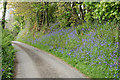 Lanivet: bluebell bank in PL30 5HT