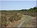 Canford Heath, track in BH21 3BQ