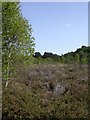 Canford Heath, heathland in BH21 3BQ